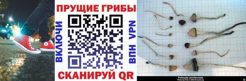 мориарти какой сайт  Волгореченск  Галлюциногенные грибы GOLDEN TEACHER 